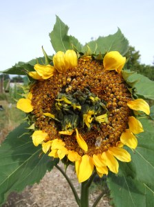 "My Freaky Sunflower", it has 6 others growing in the middle of the 1 flower.
