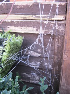 Frosty spider webs.