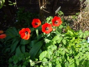 Tulips enjoying the April sunshine.