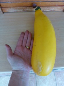 This is what happens to a very small courgette when you go away for 2 weeks!