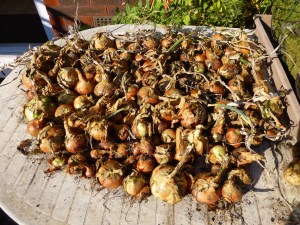 All my onions. Hopefully they'll keep us going for a while.