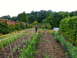 All so neatly planted in rows.
