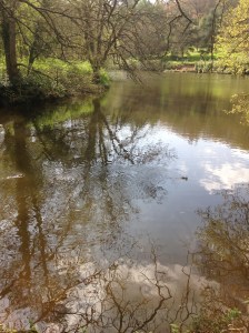 The lake where we saw 2 baby duckling!
