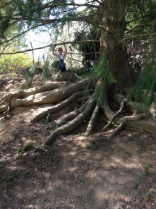 George being a monkey in the trees.