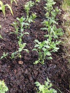 My Chop Suey Greens all in 2 lovely straight rows.