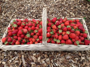 I hope they taste as good as they smell!