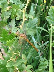 It was watching me very closely, maybe making sure I was behaving myself.