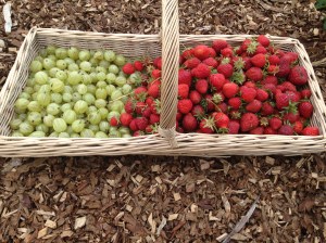 My Gooseberries and Strawberries from today.
