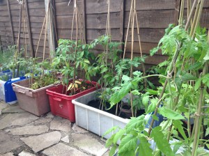 Some on the patio up against our new fencing.