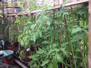 Some more tomatoes on one side of the greenhouse.