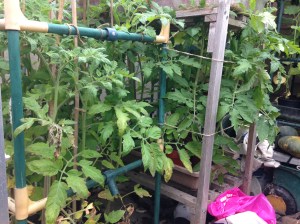 Some on the other side of the greenhouse.