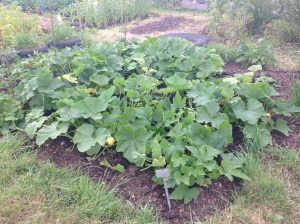 I know that size isn't everything, but it is when it comes to Pumpkins!!