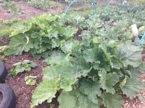 Rhubarb is doing well.