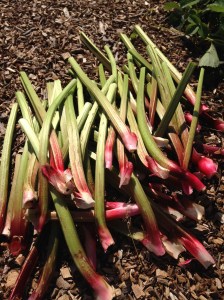 Some rather tasty stalks of Rhubarb.....custard anyone?