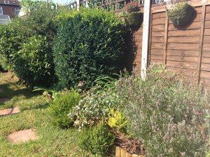 My main flower bed full of all sorts of goodies.