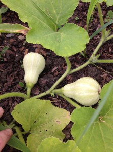 Two baby butternut squash growing. Keep growing my beauties.