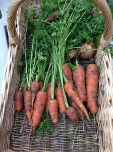 A lovely selection of Carrots, with a couple of Onions that I'd missed.