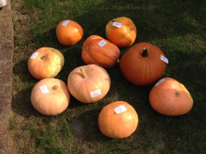 The heavy weights which vary from 9lb - 16lb.