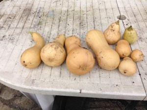 My Butternut Squash. Some a regular shape, and others...well I grew them so what do you expect.