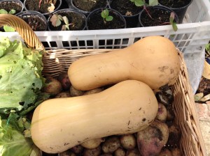 My first 2 Butternut Squash. Proper looking ones!