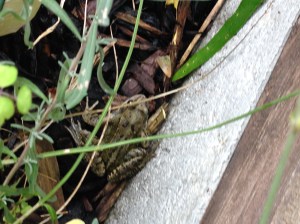 My little frog, I'm not going to kiss him.