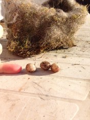 Such tiny eggs, but perfectly formed.