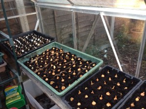 Garlic and Onions starting to grow. There are more don't worry.