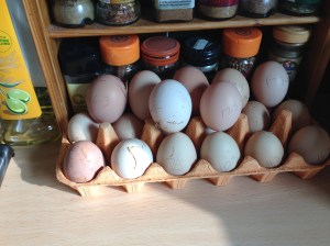 Chick, chick, chick, chick chicken. Lay a little egg for me. Or 19 if you want!