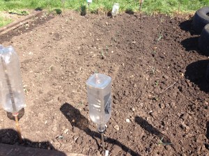 One row of Carrots, and another row of Onions. Helps to deter each others bugs.