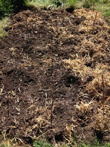 My new Raspberry canes. They don't look like much now, but hopefully soon they will.