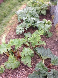My Rhubarb bed at neat and tidy.