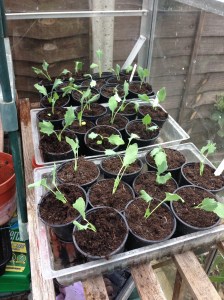 My 30 Kohl Rabi in their new pots.