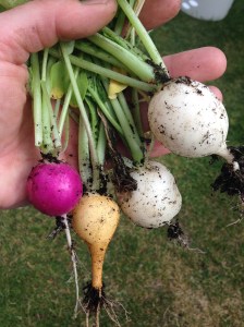 Lovely crisp, fresh radishes....including dirt!!