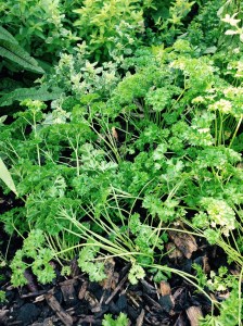 My parsley growing....and not a lion in sight (only people of a certain age will understand that).