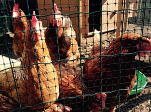 There are 6 chickens, honestly, but Giz is being squashed down the bottom of the picture.