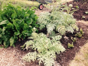 Spot the Red Veined Sorrel, go on, have a go!!