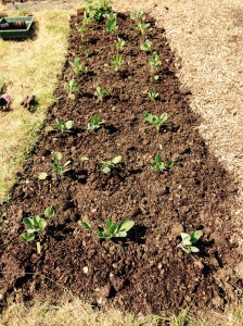 24 Brussels Sprout plants neatly in 3 rows!!