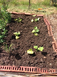 That's 5 Butternut in this bed, and 4 in another bed.