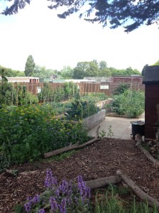 What a lovely looking vegetable patch. Perfect in every way. 