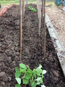 Nasturtiums under the bean poles to attract the bees to the beans. Try saying that fast.