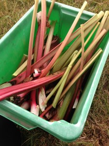 Fresh ideas on what I can do with this please....nothing rude though!