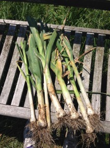 I thought I'd harvested them all, but clearly I didn't. what a lovely surprise.