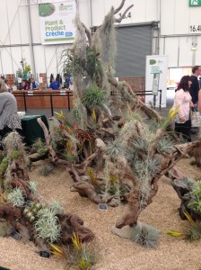 These plants are able to survive just by air alone. Perfect for those who forget to water their plants.