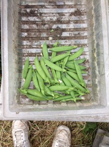 The first of the Sugar Snap peas!!