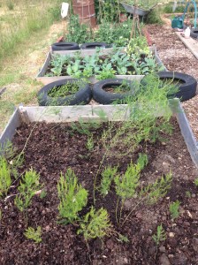 Now let's try and keep you this weed free for the entire summer!!