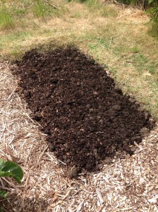 A perfect bed for my Sweetcorn.
