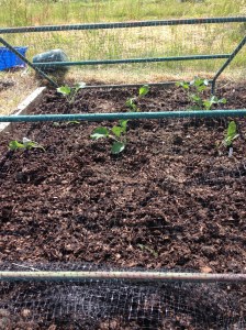 9 little cauliflower plants. Hopefully I'll have lovely purple heads soon.