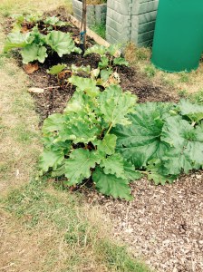 Rhubarb is growing again. Time to harvest some more in a couple of weeks.