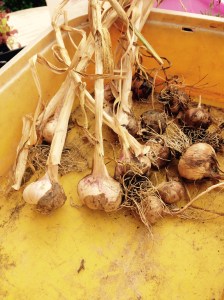 Some of my garlic to keep away the vampires.