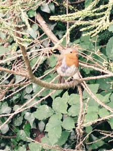A very friendly Robin.